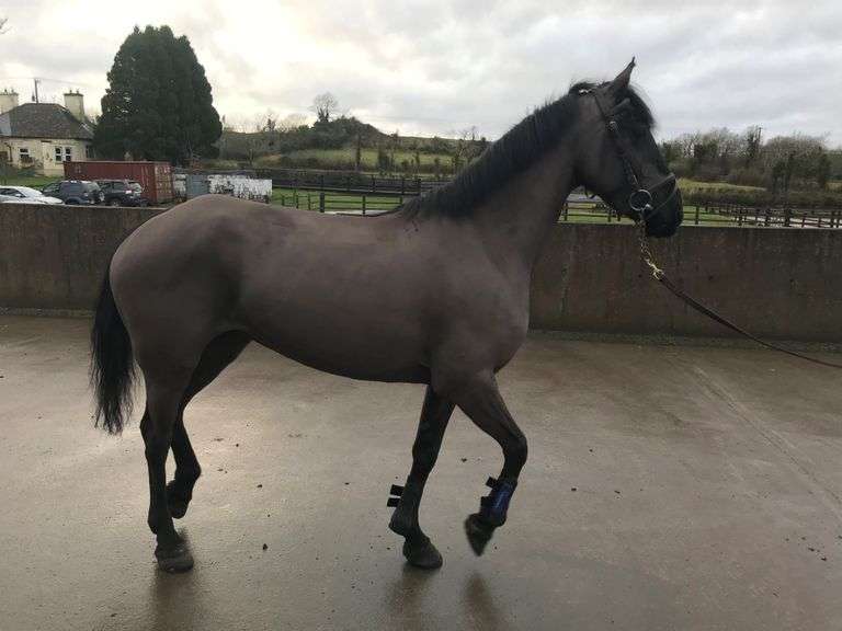 Cross dolly 5 Year Old Black mare 145 cms