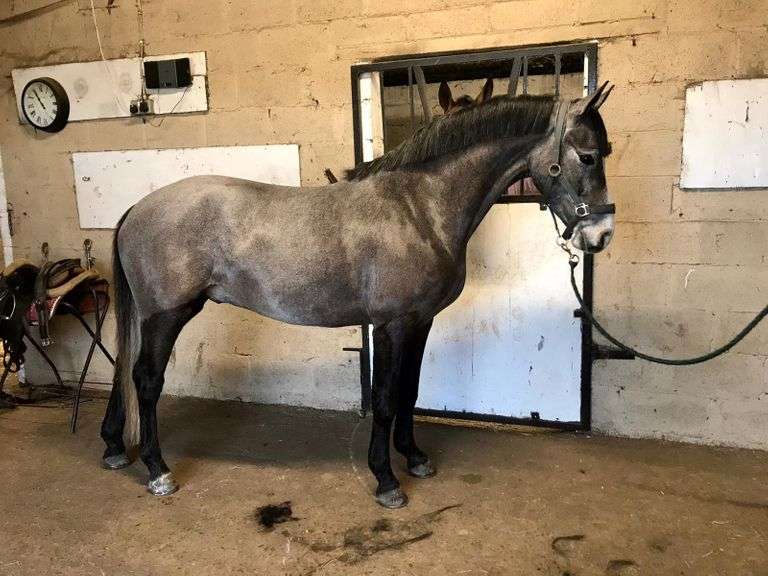 Clydagh exchange  4 Year Old Grey  gelding 148 cms