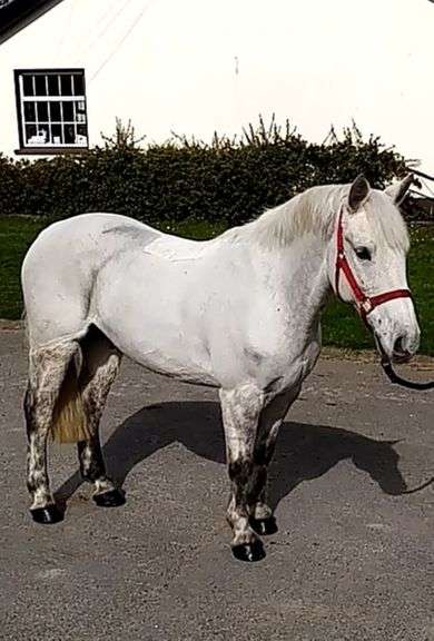 Hey Quicksilver  10 Year Old Grey gelding 138 cms