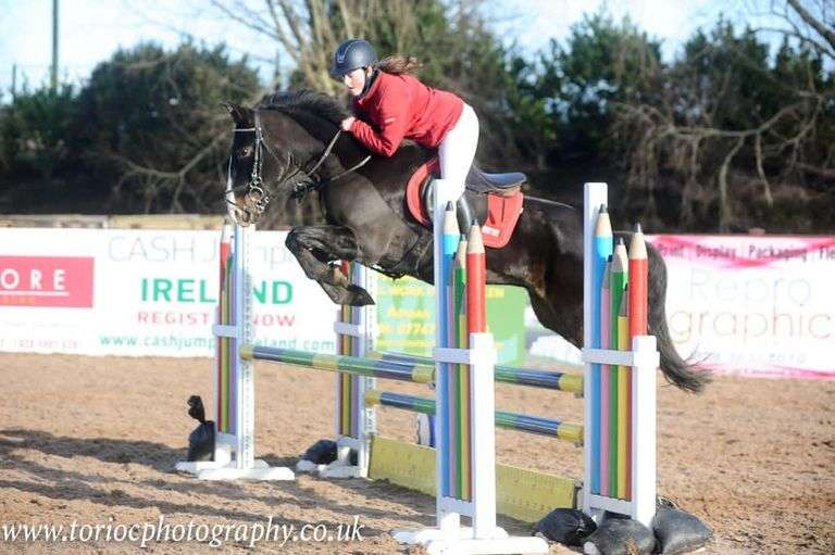 Blueoak Night Fury 7 Year Old Bay gelding 148 cms