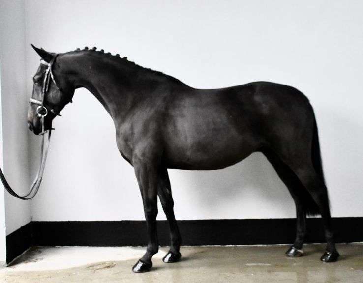 Melview Black Diamond 7 Year Old Brown Gelding 138cms