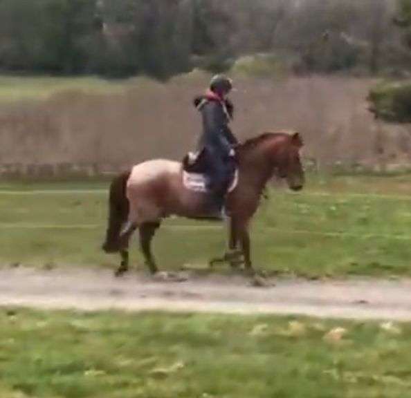 Lisgreen Cavalier 4 Year Old Strawberry Roan Gelding 148 cms