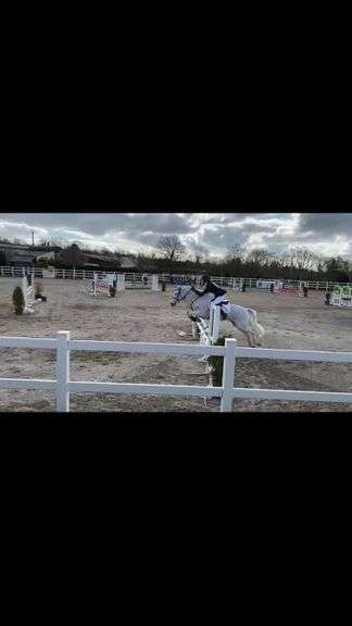 Seskins Fun Bobby 11 Year Old Grey Gelding 148cms Approx