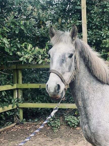 Ballindine grey guy 4 Year Old Grey gelding 142 cms