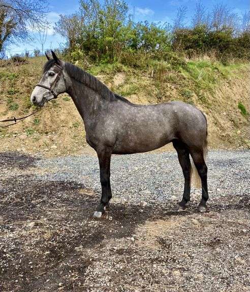 Lilly 5 Year Old Grey Mare 147 cms