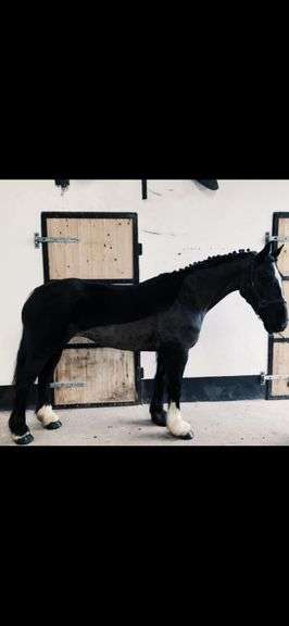 Molly 8 Year Old Black mare 150 cms