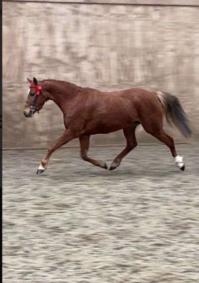 Megland Minuet  6 Year Old Chesnut mare 122 cms