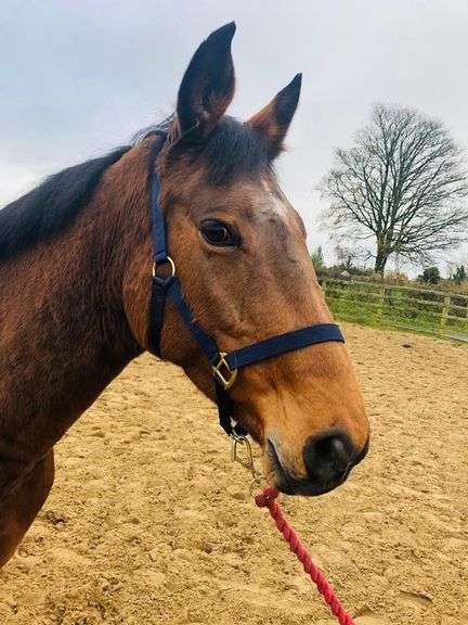 Aghalaan Bamboozle 11 Year Old Bay Mare 168cms
