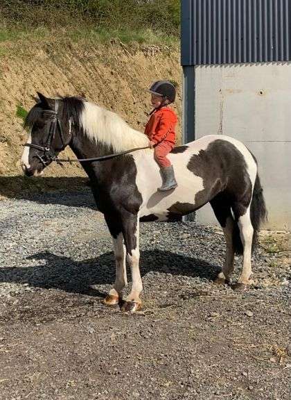 Magie 8 Year Old Piebald Mare 144cms