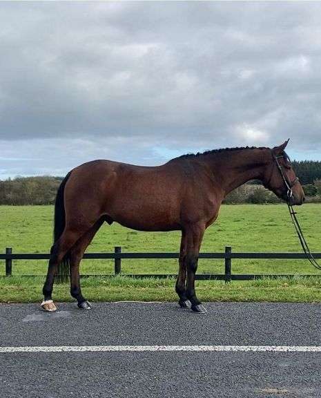 Trentaboy Chance 5 Year Old Bay gelding 148 cms