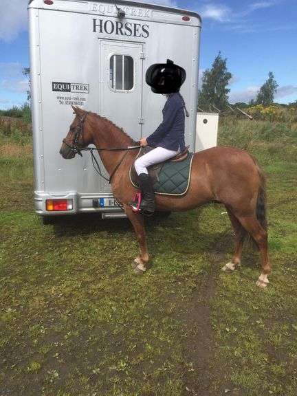 Sabrina 16 Year Old Chestnut mare 128 cms