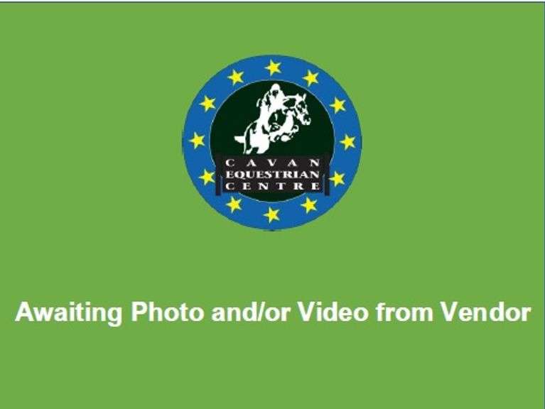 Edward The Luke 3 Year Old Grey gelding 143 cms