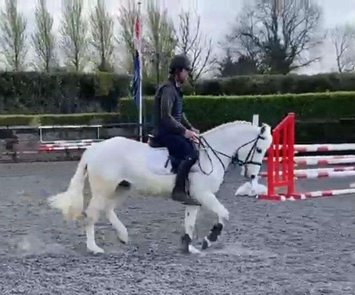 Dunguaire milo 6 Year Old Grey gelding 138 cms