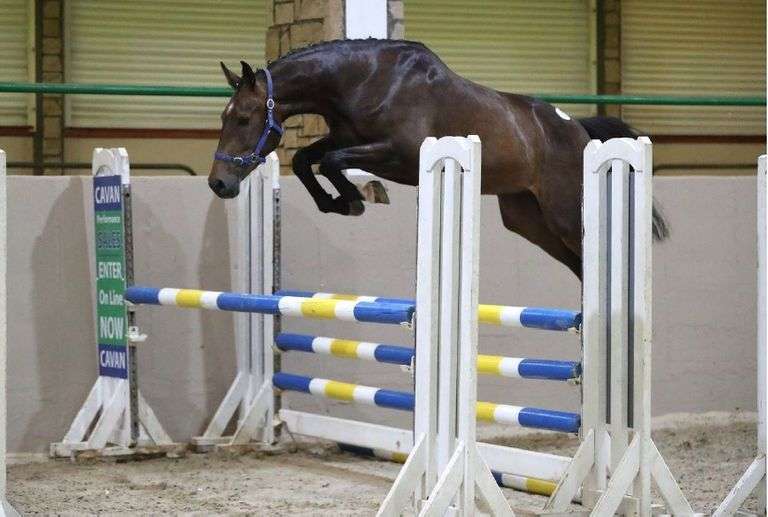 Premier 3 Year Old Auction