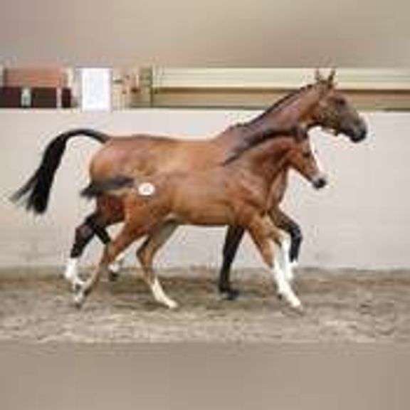 CAVAN Young Stock Sport Horse Auction incl. Premier Foal Section