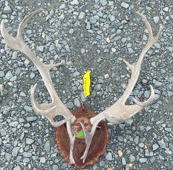 taxidermy horn mount Dixon's Auction at Crumpton