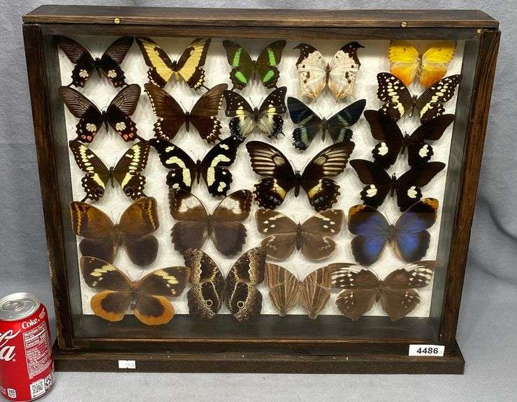Taxidermy Butterfly Mounts In Case Dixon's Auction at Crumpton