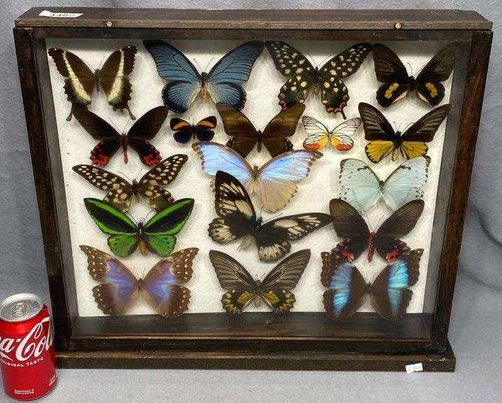 Taxidermy Butterfly Mounts In Case Dixon's Auction at Crumpton