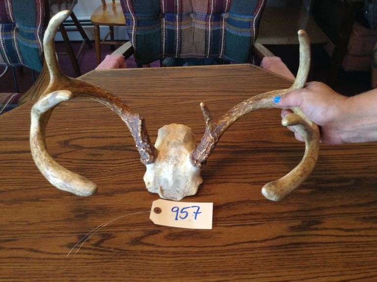 7 Point Deer Rack Duck Soup Auctions