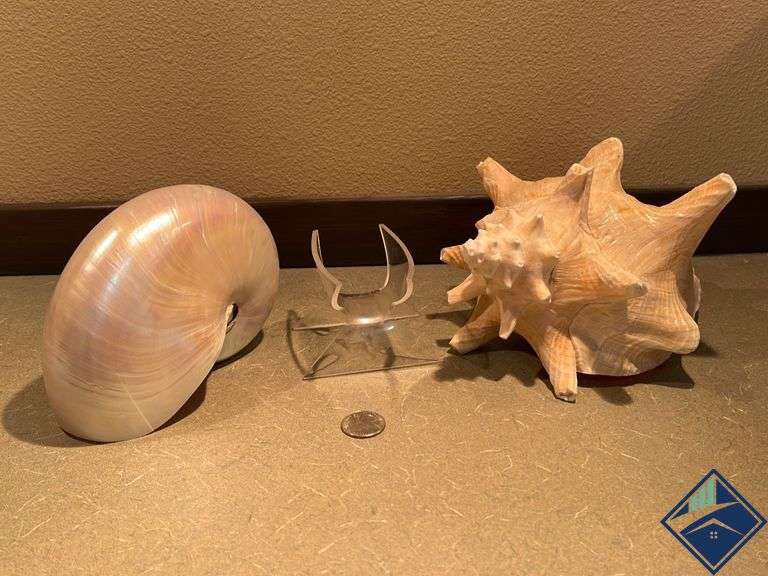 Monster 9 Inch Shells 9” Conch Shell & 7” Nautilus Shell - Estate Details