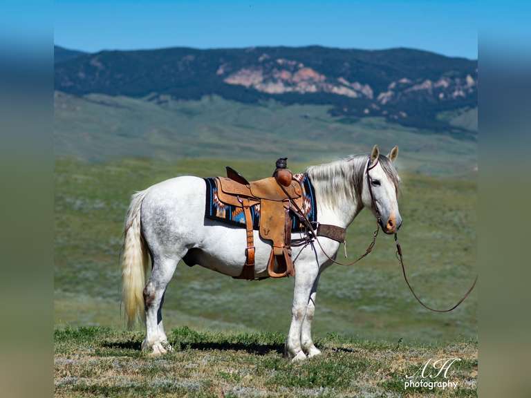November 12th Eugene Horse Auction