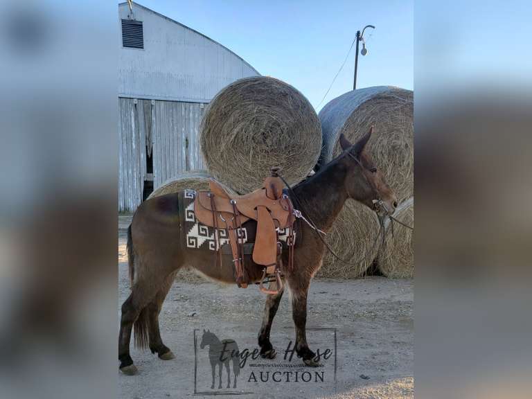 Rooster 13.2hh 9yr John Mule Eugene Horse Auction