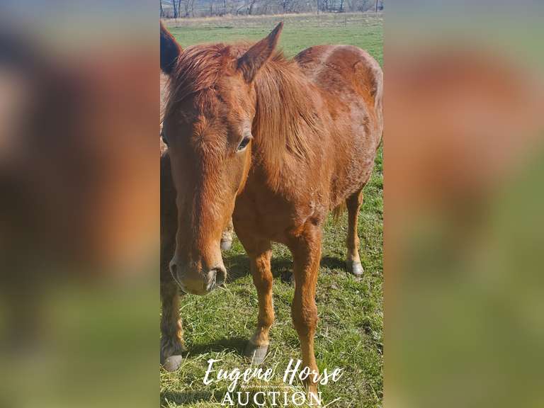HR Playgirl 2yr Filly Eugene Horse Auction