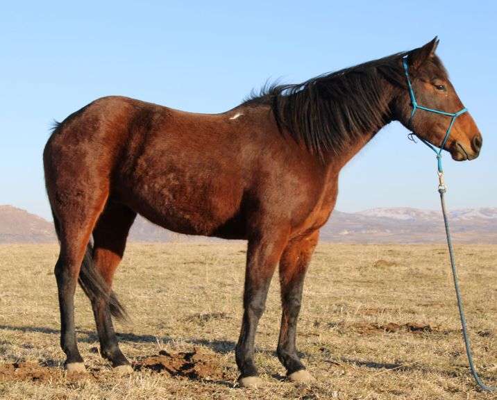 March 12th Horse Auction Eugene Horse Auction