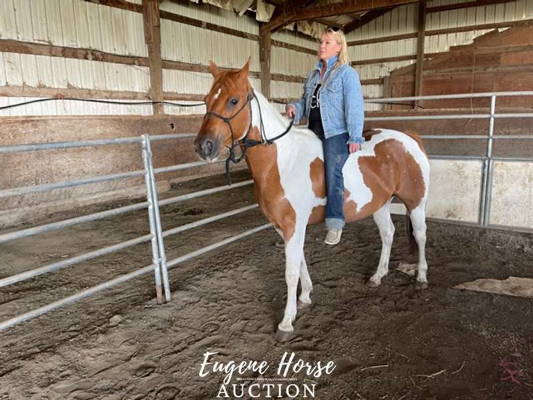 Lou Lou - 8yr - 15hh - Mare