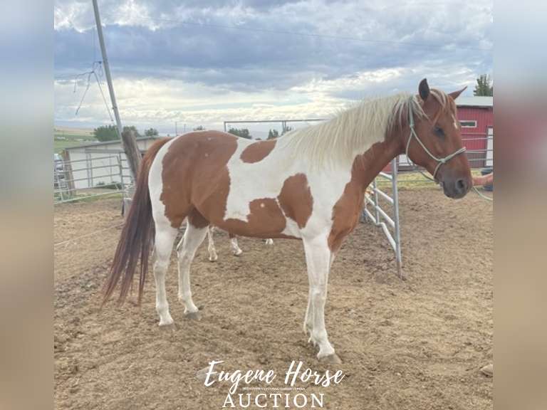 Lou Lou - 8yr - 15hh - Mare