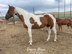 Lou Lou - 8yr - 15hh - Mare