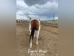 Lou Lou - 8yr - 15hh - Mare
