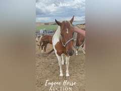 Lou Lou - 8yr - 15hh - Mare