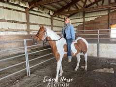 Lou Lou - 8yr - 15hh - Mare