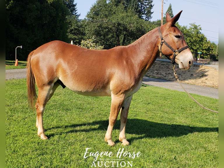 September 10th Eugene Horse Auction Eugene Horse Auction