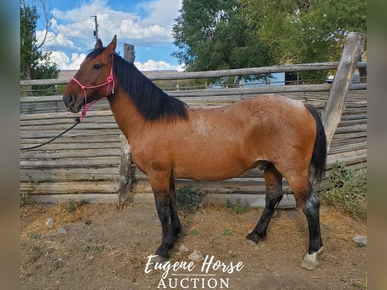 Big Mac 16yr 16HH Gelding Eugene Horse Auction