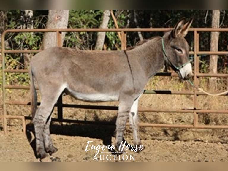 Eyore 8yr 13HH Gelding BLM Eugene Horse Auction