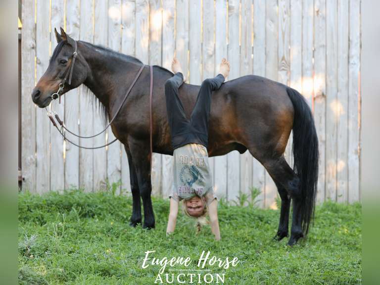 Potter 18yr 13.3HH Gelding Eugene Horse Auction