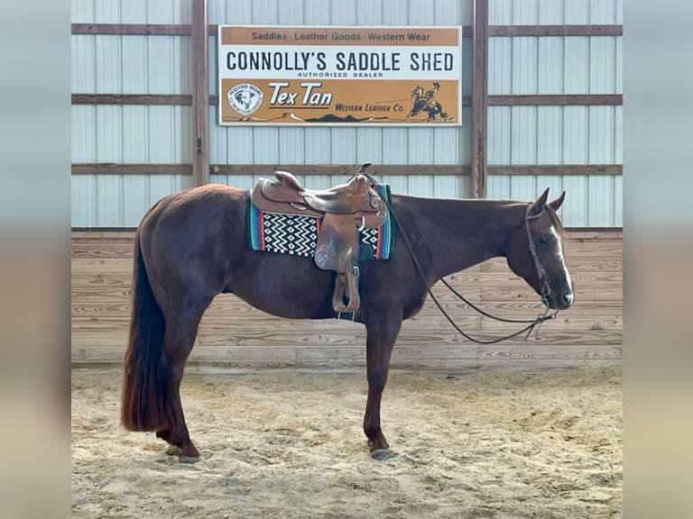 December 9th Horse Auction