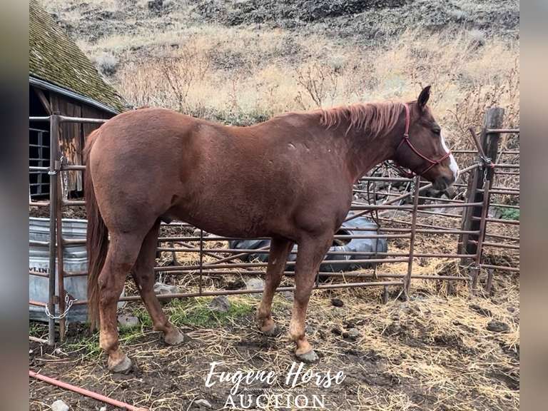 Bubblegum - 6yr - 14.3HH - Gelding - Eugene Horse Auction