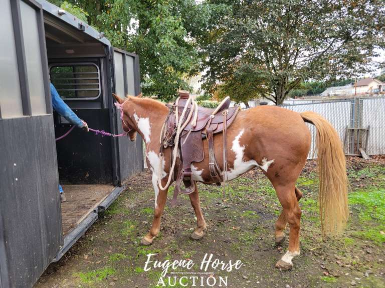 Marge 12yr 15HH Mare Eugene Horse Auction