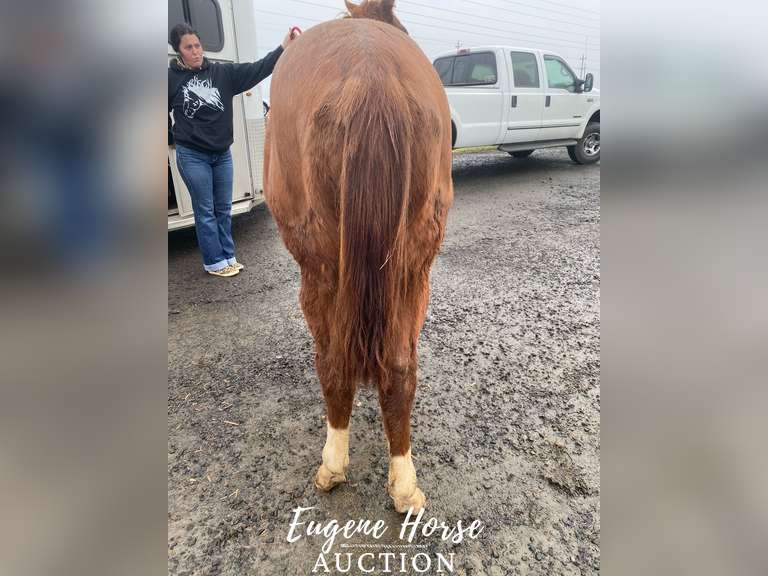 Pepper Long Yearling 13.1HH Gelding Eugene Horse Auction