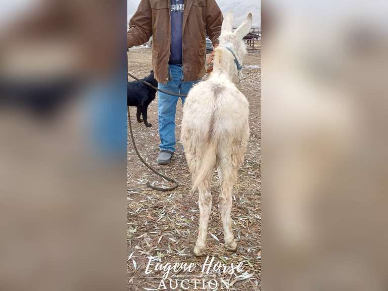 Casper 7 Month 38 Inch Donkey Eugene Horse Auction