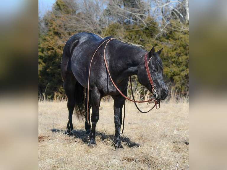 March 11th Horse Auction