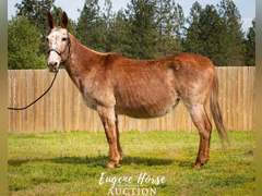 Martini - 20yr - 15.3HH - Mare