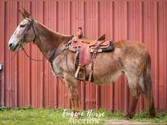 Martini - 20yr - 15.3HH - Mare