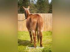 Martini - 20yr - 15.3HH - Mare