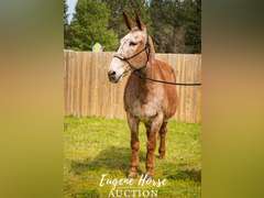 Martini - 20yr - 15.3HH - Mare