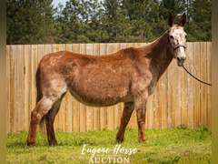 Martini - 20yr - 15.3HH - Mare