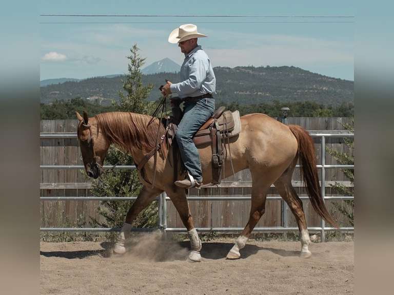 August 12th Horse Auction